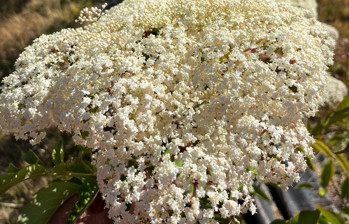 Organic Elderberries