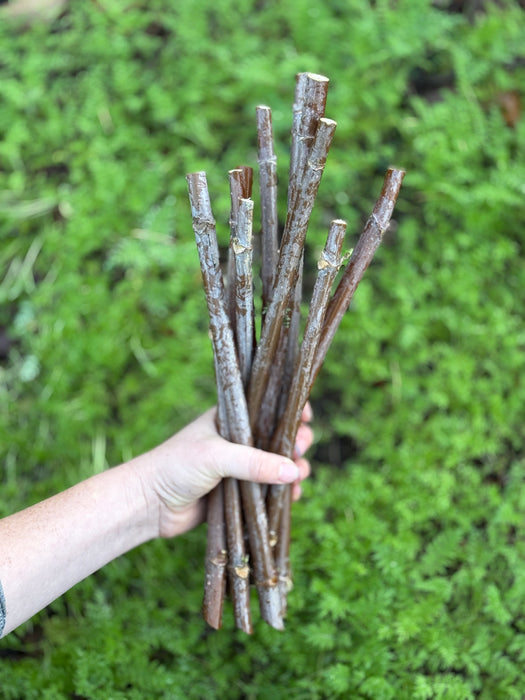 Organic American Elderberry Canes - Ranch