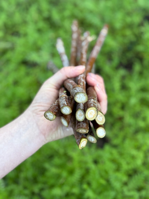 Organic American Elderberry Canes - Ranch