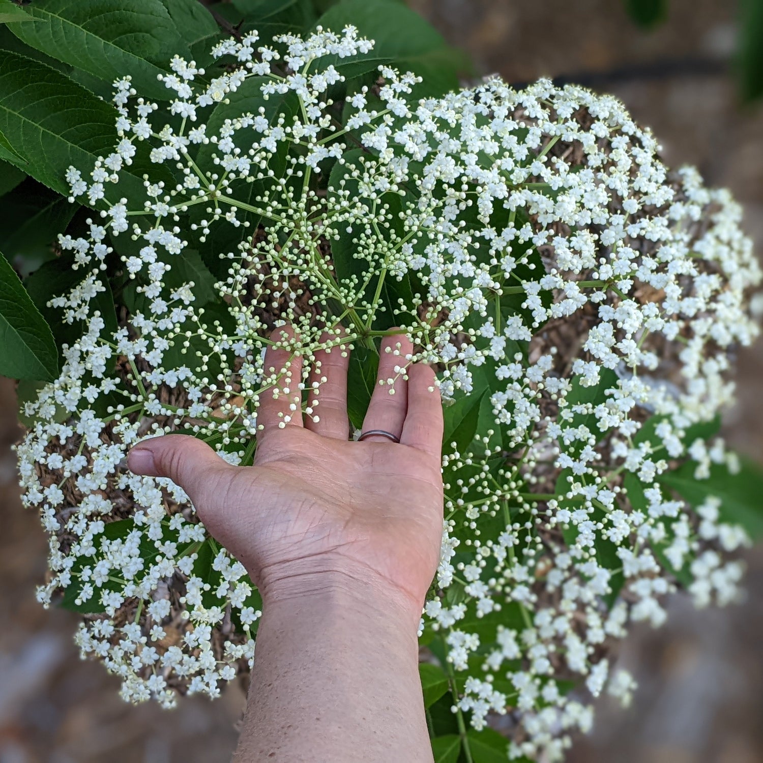 The Healing Power of Elderberries 